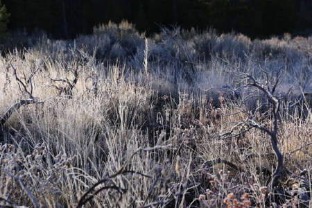 Morning Mood in the bush, dead branches with frost