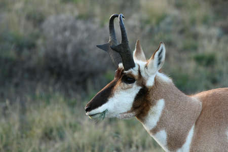 Pronghorn Antelopemin Yelllowstone National Parkの写真素材