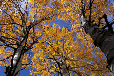 Birch trees in autumn, yellow leafsの写真素材