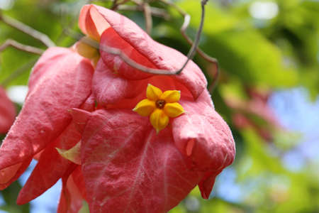 Yellow Flower inside Pink Leaves, tropical Flowerの写真素材