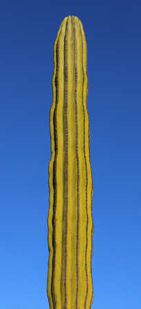 Large elephant Cardon cactus or cactus Pachycereus pringlei at a desert landscape with blue sky, Baja California Sur, Mexico.の写真素材