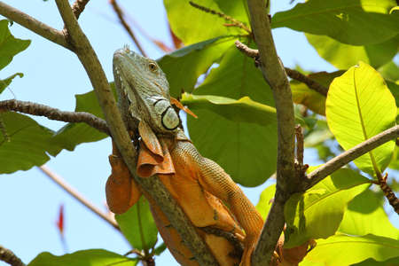 Iguana or Leguan on a Branch