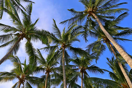 Coconut Trees without Coconuts Frogview