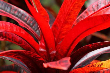 Colorful Croton Leaves Backgroundの写真素材