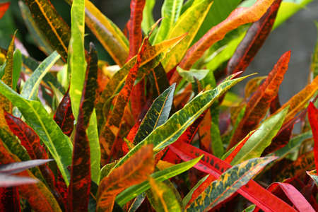 Colorful Croton Leaves Backgroundの写真素材