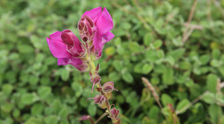 Violet Flower on green Background