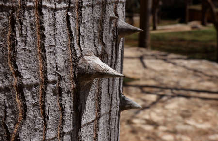 Closeup of the thorns of a silk floss tree - Ceiba speciosa, formerly Chorisia speciosa. Bombax ceiba tree. Kapokの写真素材