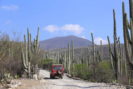 Landcruiser in the Cactus Fieldsのeditorial素材