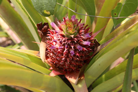 Pineapple on a Field in Mexicoの写真素材
