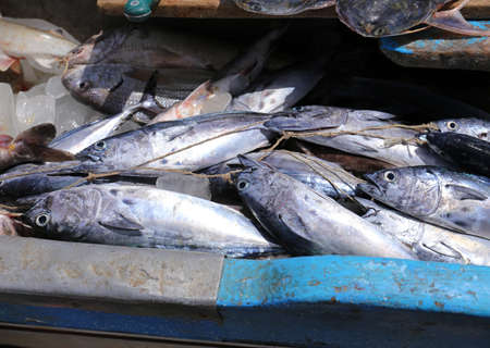 Fresh seafood. Fresh fish in the marketの写真素材