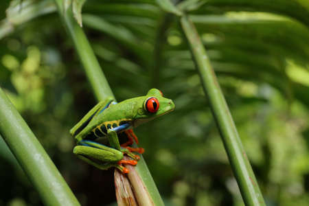 Red eyed Tree Frog or Green Tree Frog