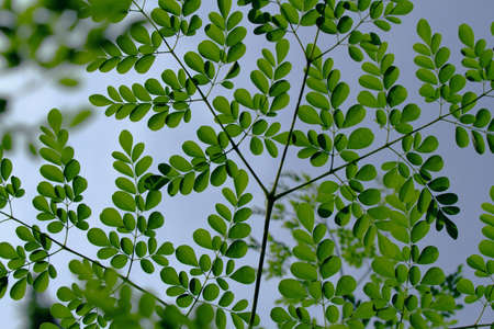 Moringa oleifera Outdoor Picture Skyの写真素材