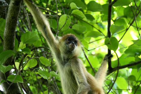 Monkey in the Jungle of Costa Rica - Spider Monkey Goffrey