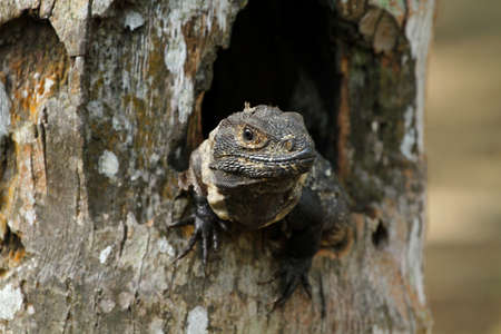 A Iguana in a tree hole, central americaの写真素材
