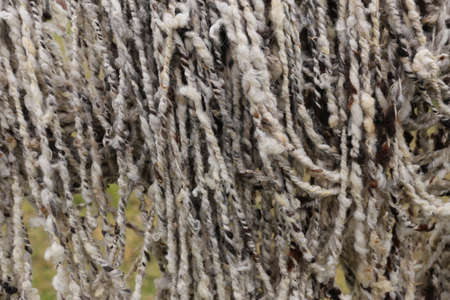 Sheep Wool fresh spinnedの写真素材