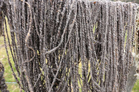 Sheep Wool fresh spinnedの写真素材