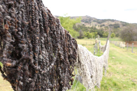 Sheep Wool fresh spinnedの写真素材