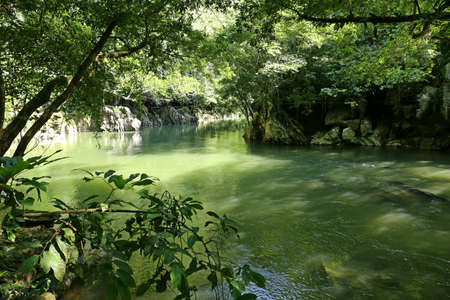 Reserva Natural Canon Rio Claroの写真素材