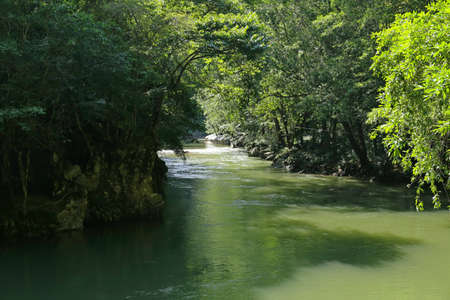 Reserva Natural Canon Rio Claroの写真素材