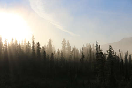 Misty tundra forestの写真素材