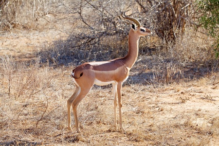 Gerenuk (Litocranius walleri) maleの写真素材
