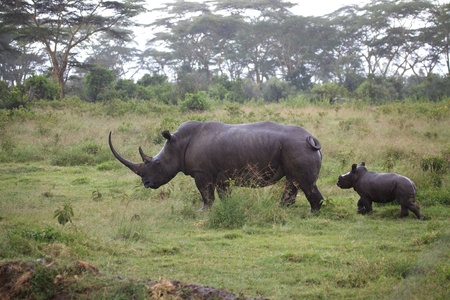 White rhinoceros (Ceratotherium simum) mother and young under the rainの写真素材