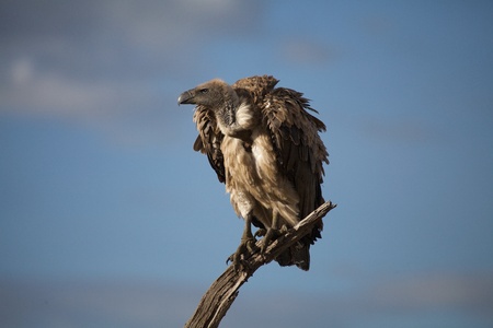 White backed vulture (Gyps africanus)の写真素材