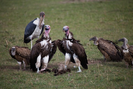 Two Lapped face vulture (Torgos tracheliotus) with White backed vultures (Gyps africanus) and Marabou stork (Leptoptilos crumeniferos) on the backgroundの写真素材