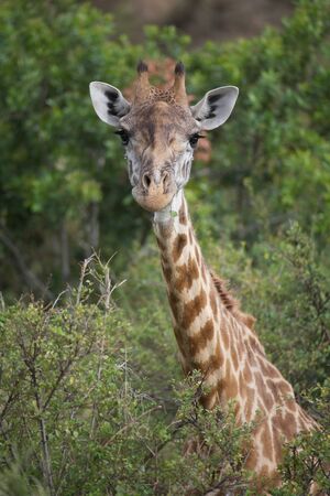Giraffe (Giraffa camelopardalis). Animal in the wildの写真素材