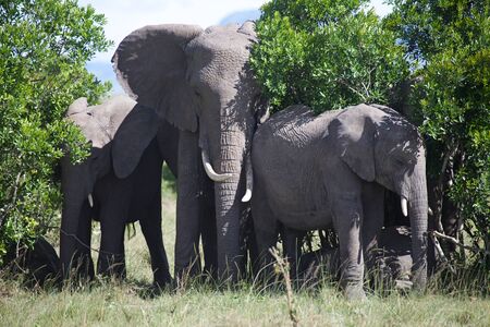 African elephants (Loxodonta africana). Animal in the wildの写真素材