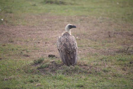White-backed Vulture (Gyps africanus). Animal in the wildの写真素材
