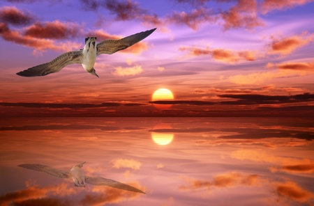 Seagull is flying on the ocean in the sunset
