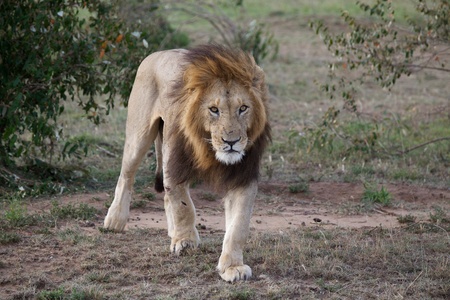African lion (Panthera leo) portrait. Animal in the wildの写真素材