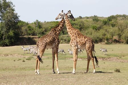 Two giraffes (Giraffa camelopardalis). Animal in the wildの写真素材