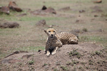 Cheetah  Acinonyx jubatus   Animal in the wildの写真素材