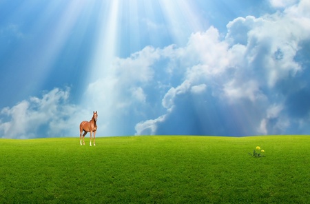 Horse in the grassland with sky and clouds in the backgroundの写真素材