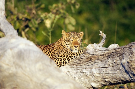 Leopard  Panthera pardus  