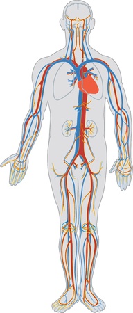 Human body and blood circulationのイラスト素材