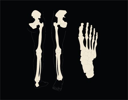 Feet and legs anatomyのイラスト素材
