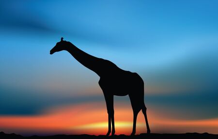 Giraffe in the savanna at the sunsetのイラスト素材