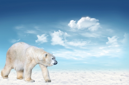 Polar bear (Ursus maritimus) in the Arctic pack with blue sky and cloud in the backgroundの写真素材