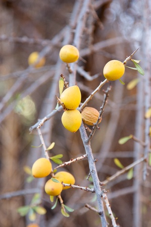 Fruits of the argan tree. Thesse fruits are used for obtain the argan oil, used in cosmetic industry an also in the food industryの写真素材