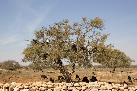 Goats are eating on the tree, argan (Argania spinosa), in the South of Moroccoの写真素材