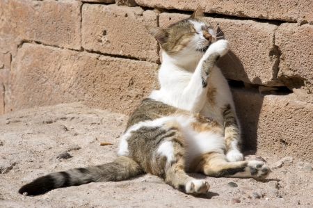 The cat is sleepingの写真素材