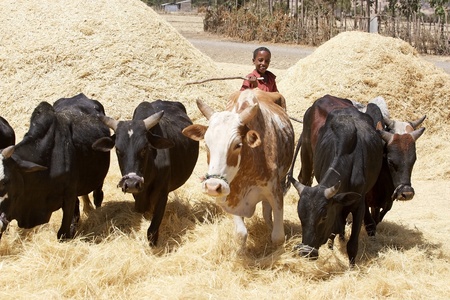Rural village, Ethiopia, February 10, 2013: harvesting by cattle in a village in the Ethiopia rural areaのeditorial素材