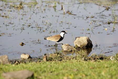 Spur winged lapwing plover (Vanelius spinosus)