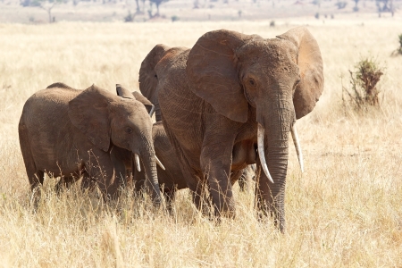 African elephants  Loxodonta africana  in the african savannaの写真素材