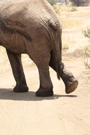 African elephant  Loxodonta africana  legs in the african savannaの写真素材