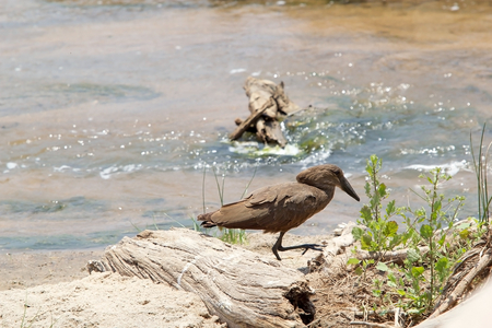 Mamerkop  Scopus umbretta の写真素材