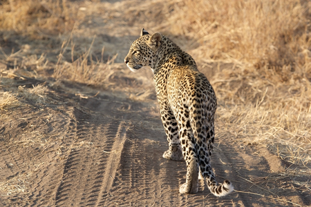 Leopard (Panthera pardus) in the african savannaの写真素材